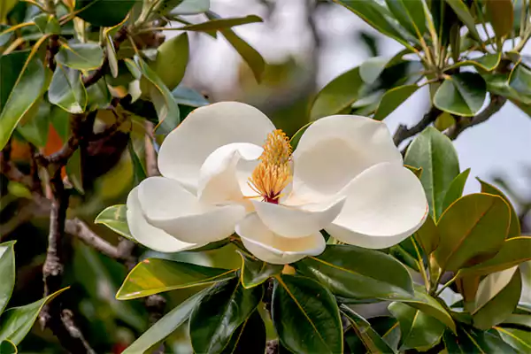 White Magnolia