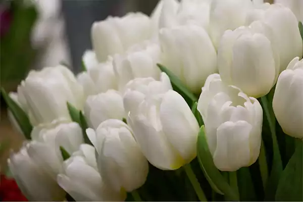 White Tulip