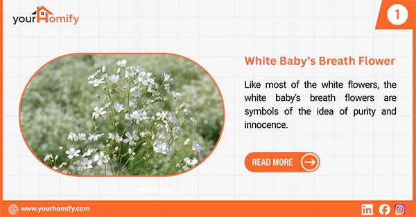 White babys breath flower