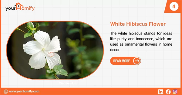 White hibiscus