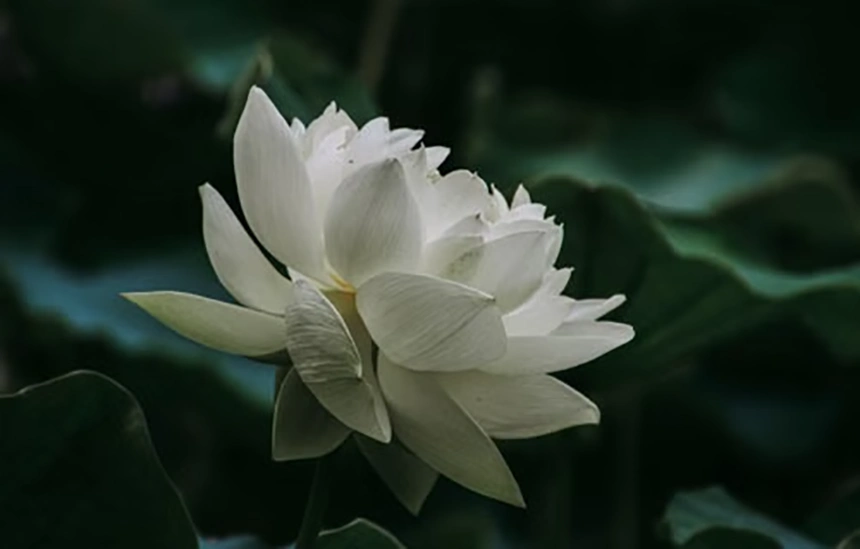 White lotus
