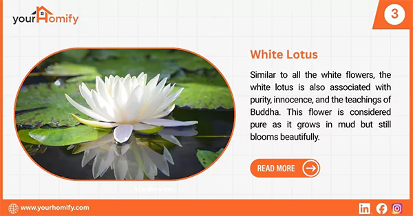 White lotus