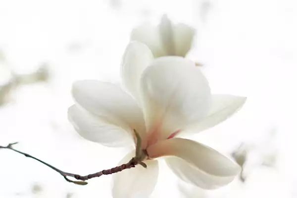 White magnolia 1