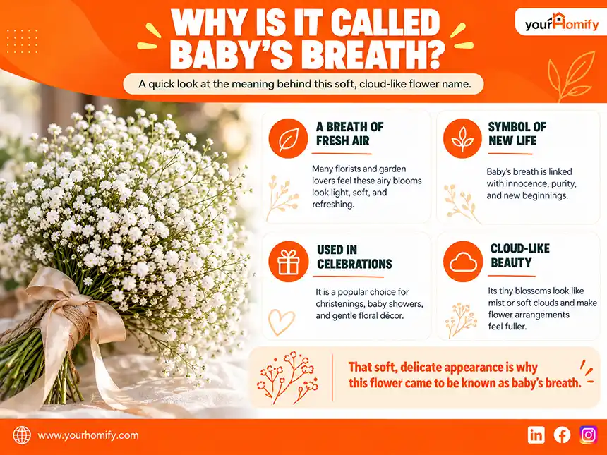 Why Is It Called Baby’s Breath