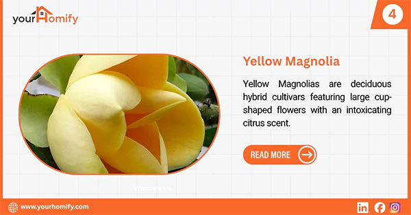 Yellow Magnolia