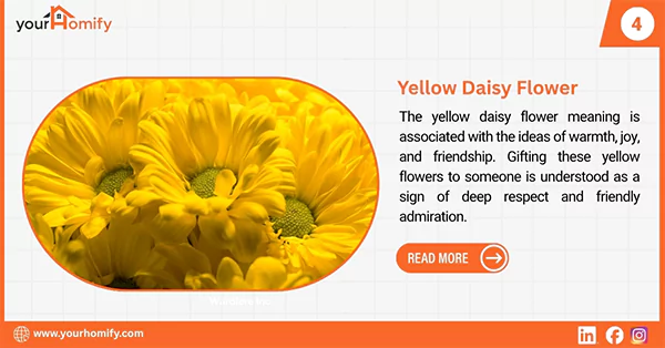 Yellow daisy
