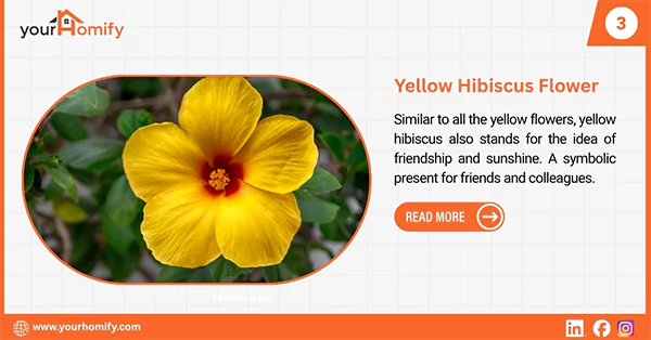 Yellow hibiscus