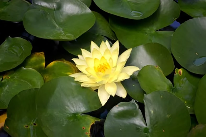 Yellow lotus