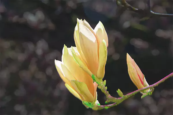 Yellow magnolia 1