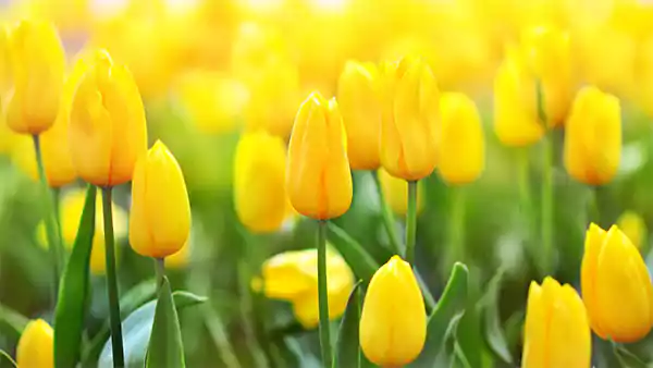 Yellow tulip