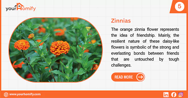 Zinnias