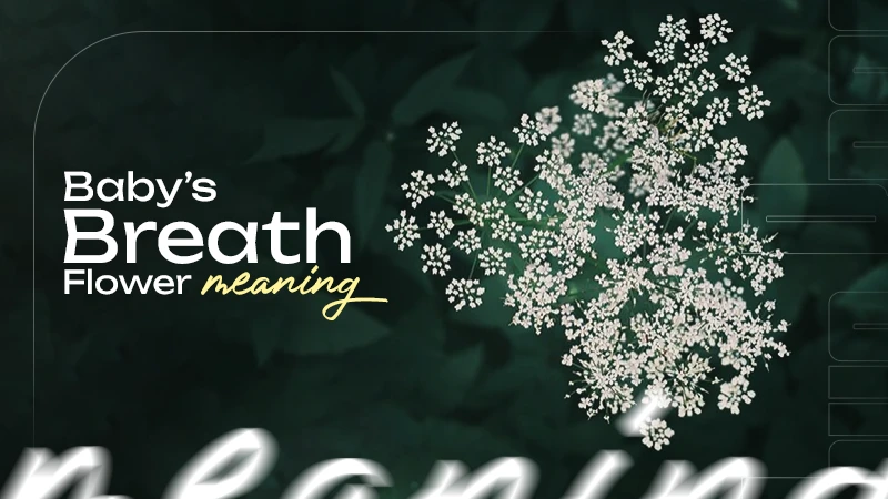 baby’s breath flower