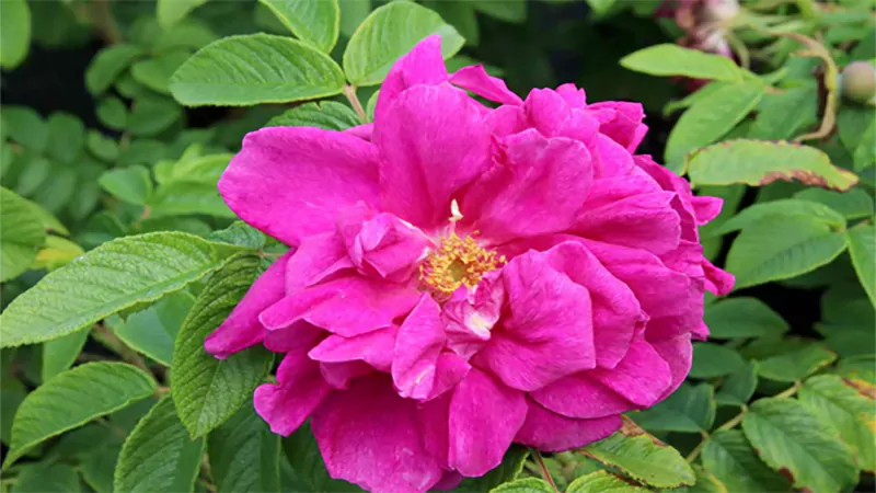 d-Flowers That Start With R