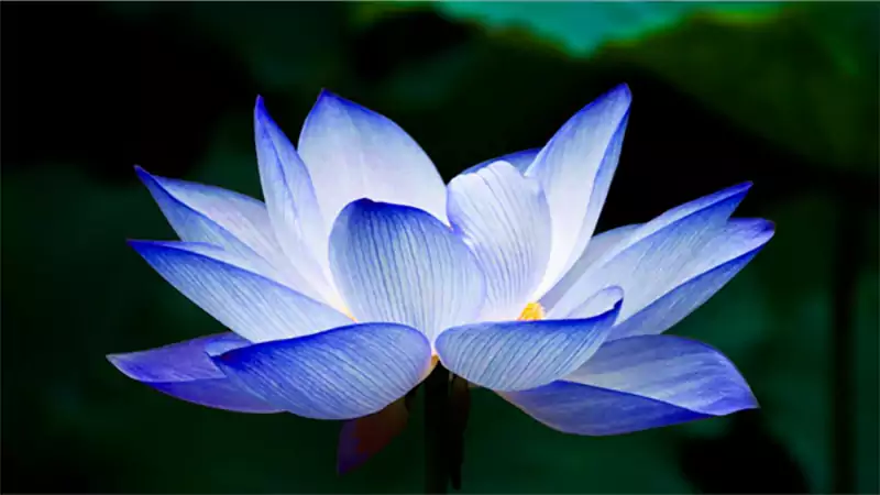 d-Lotus Flower Meaning