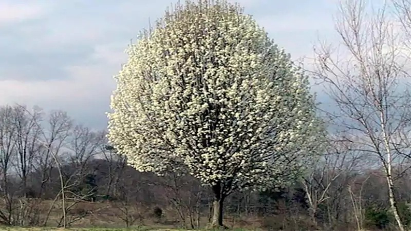 d-Navigator Pear Tree