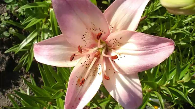 d-Pink Lilies