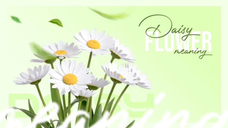 daisy flower meaning