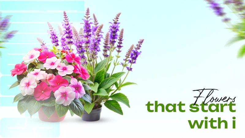 flowers that start with i