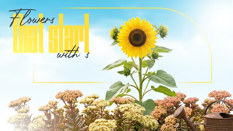 flowers that start with s