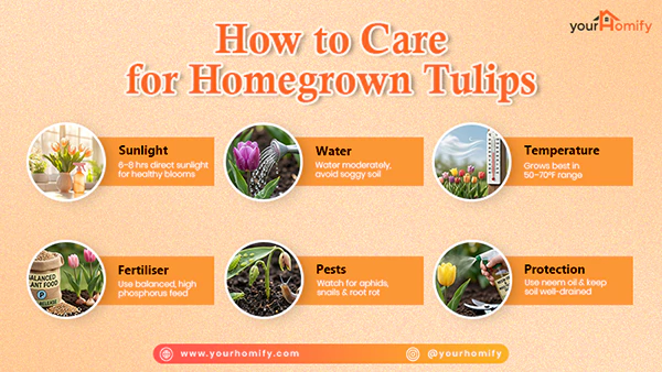 how to care for tulips
