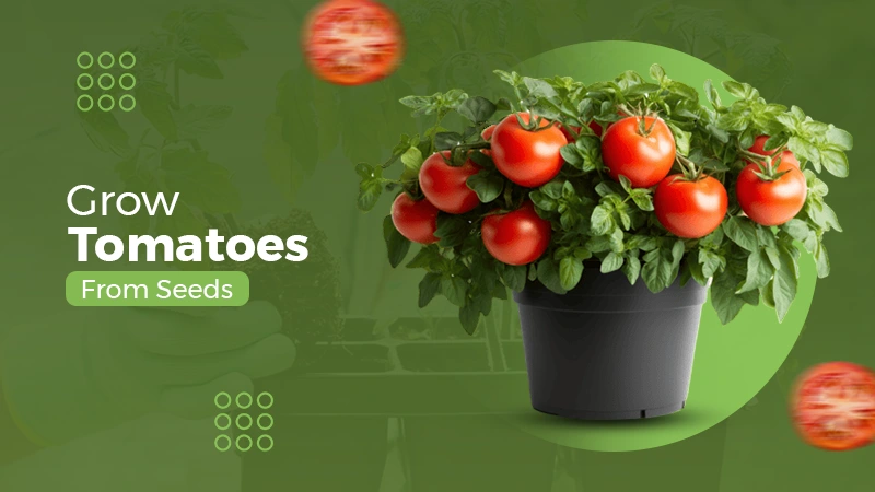 how to plant tomato from Seeds