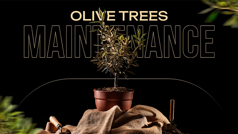 olive trees maintenance