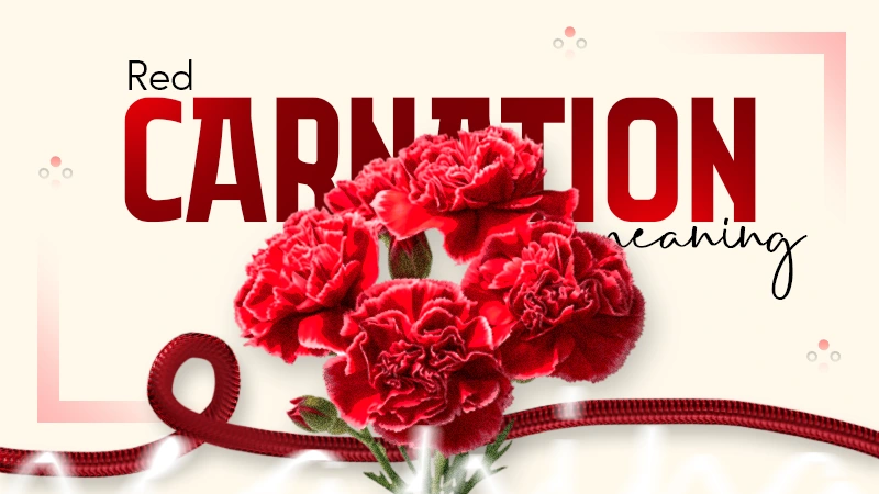 red carnation meaning