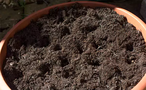 small holes in the soil mixture