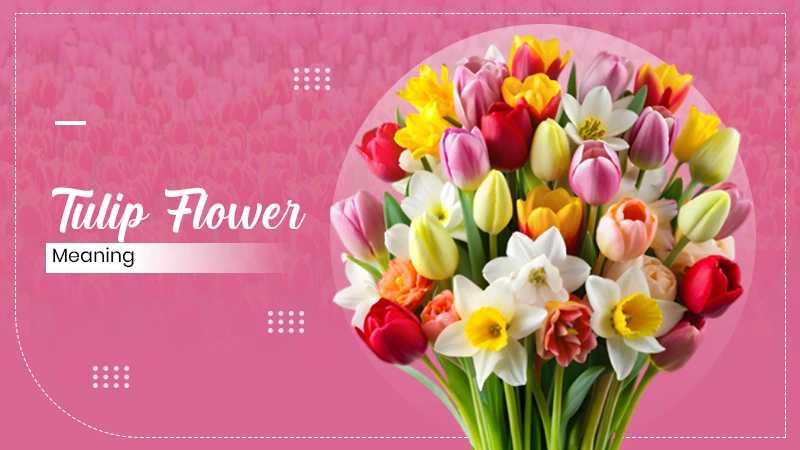 tulip flower meaning