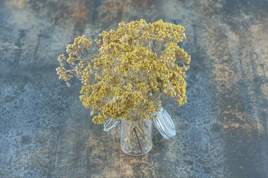 A bouquet of dried baby’s breath in a jar
