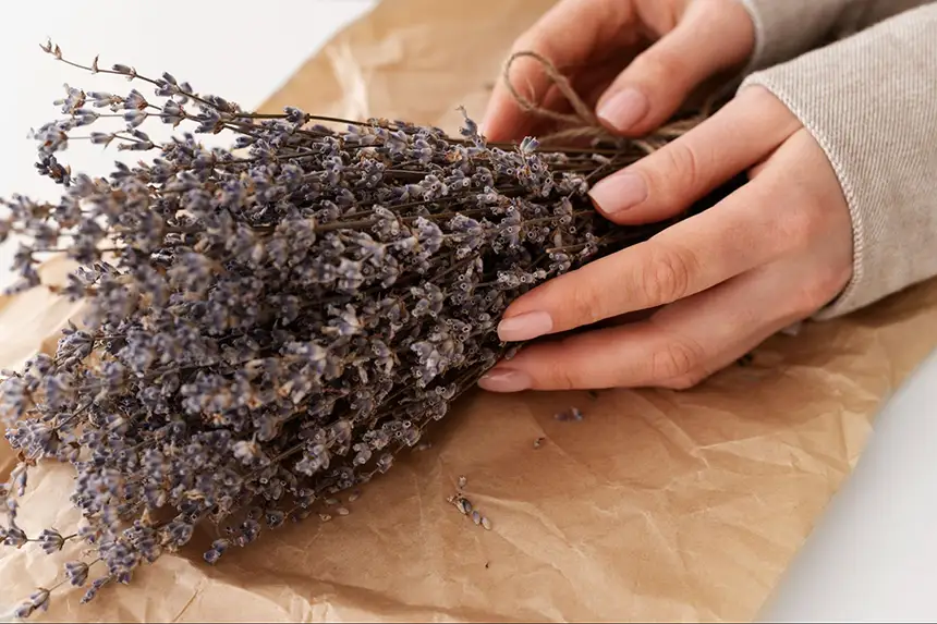 A bouquet of lavender dried