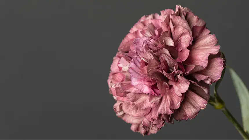 A carnation