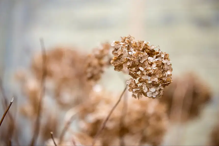 A dried hydrangea