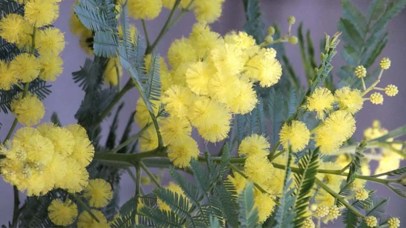 Acacia Flowers
