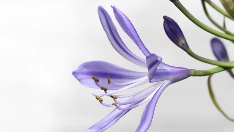 Agapanthus flowers