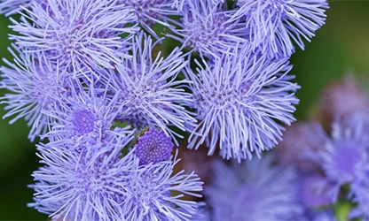 Ageratum-Flowers-a