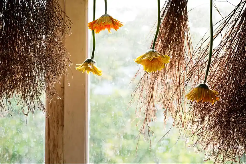 Air drying flowers from a rafter