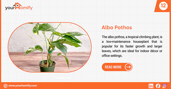 Albo pothos