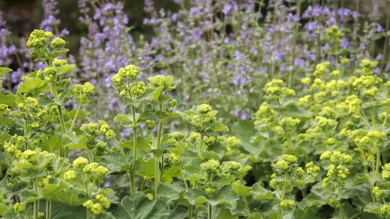 Alchemilla-mollis-Flowers