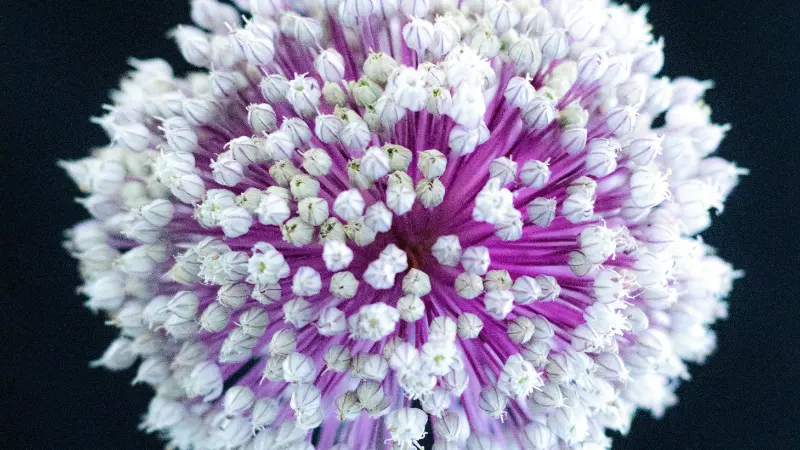 Allium