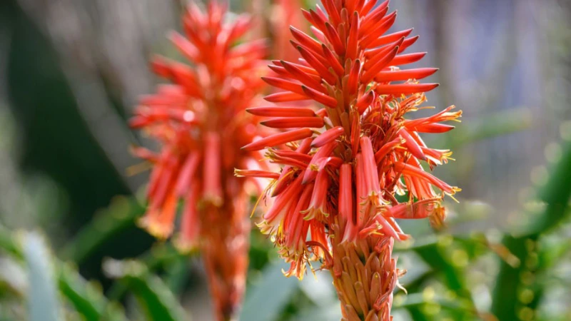 Aloe Flowers