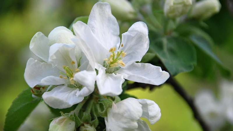 Apple Blossom Flowers