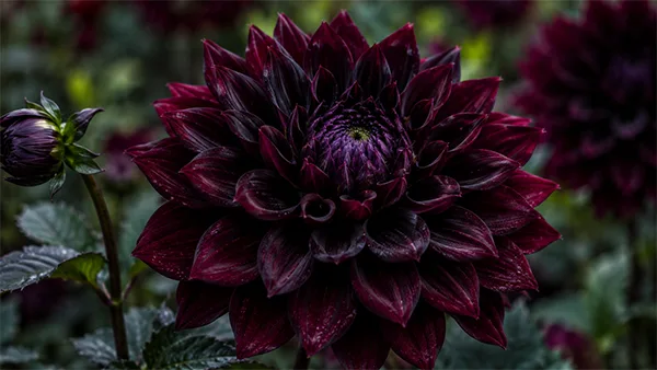 Arabian Night Dahlia