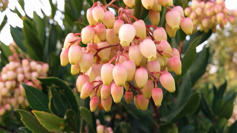 Arbutus Flowers