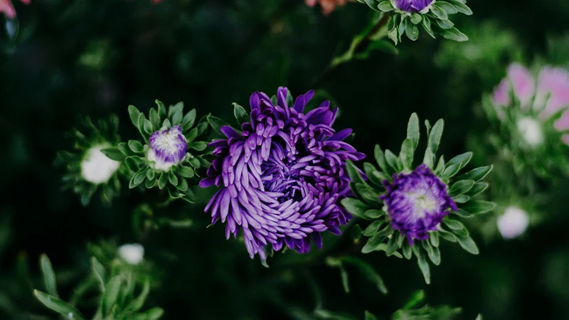 Aster Flowers