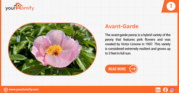 Avant garde peony