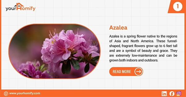 Azalea
