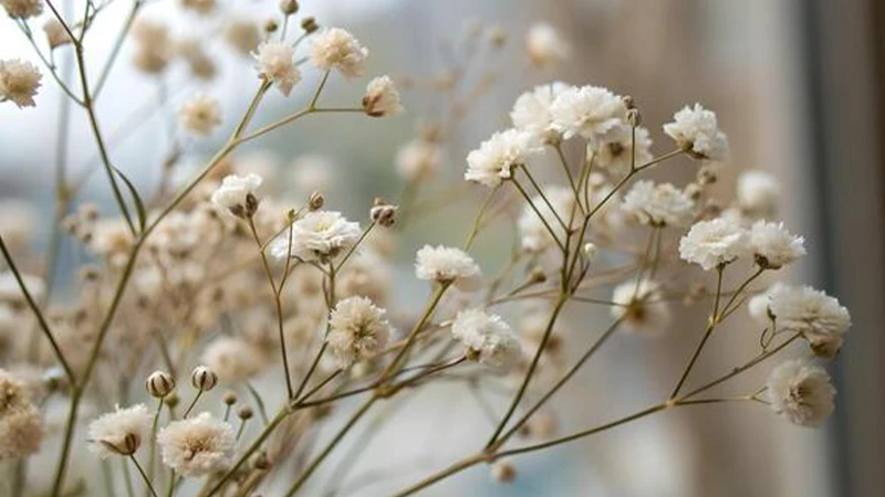 Baby’s Breath Flowers