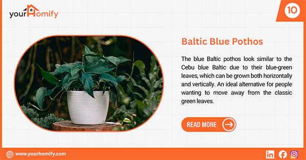 Baltic Blue pothos
