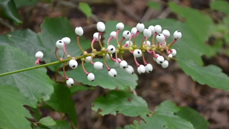 Baneberry Flowers